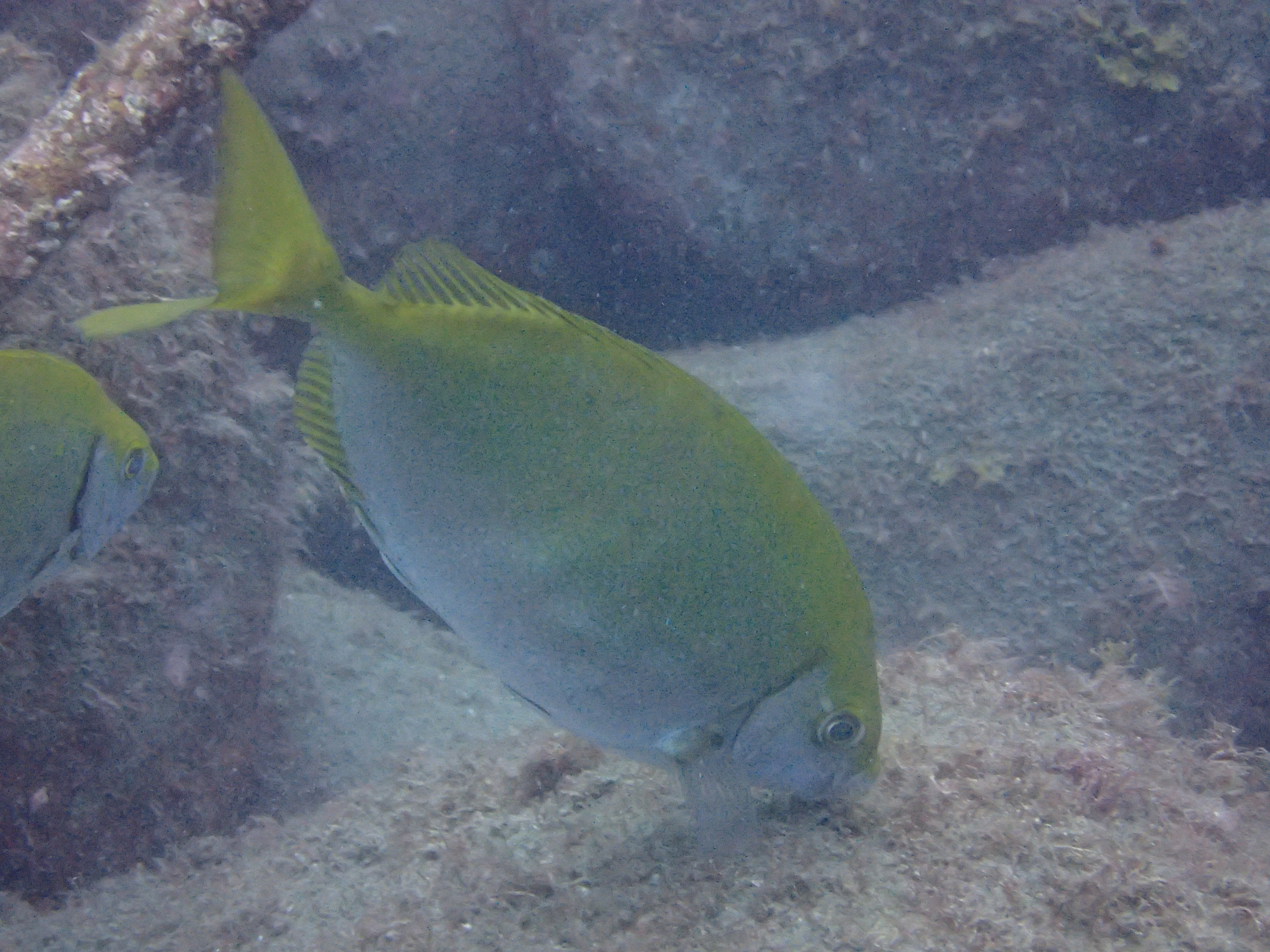 アイゴ　【No.228】　Siganus fuscescens