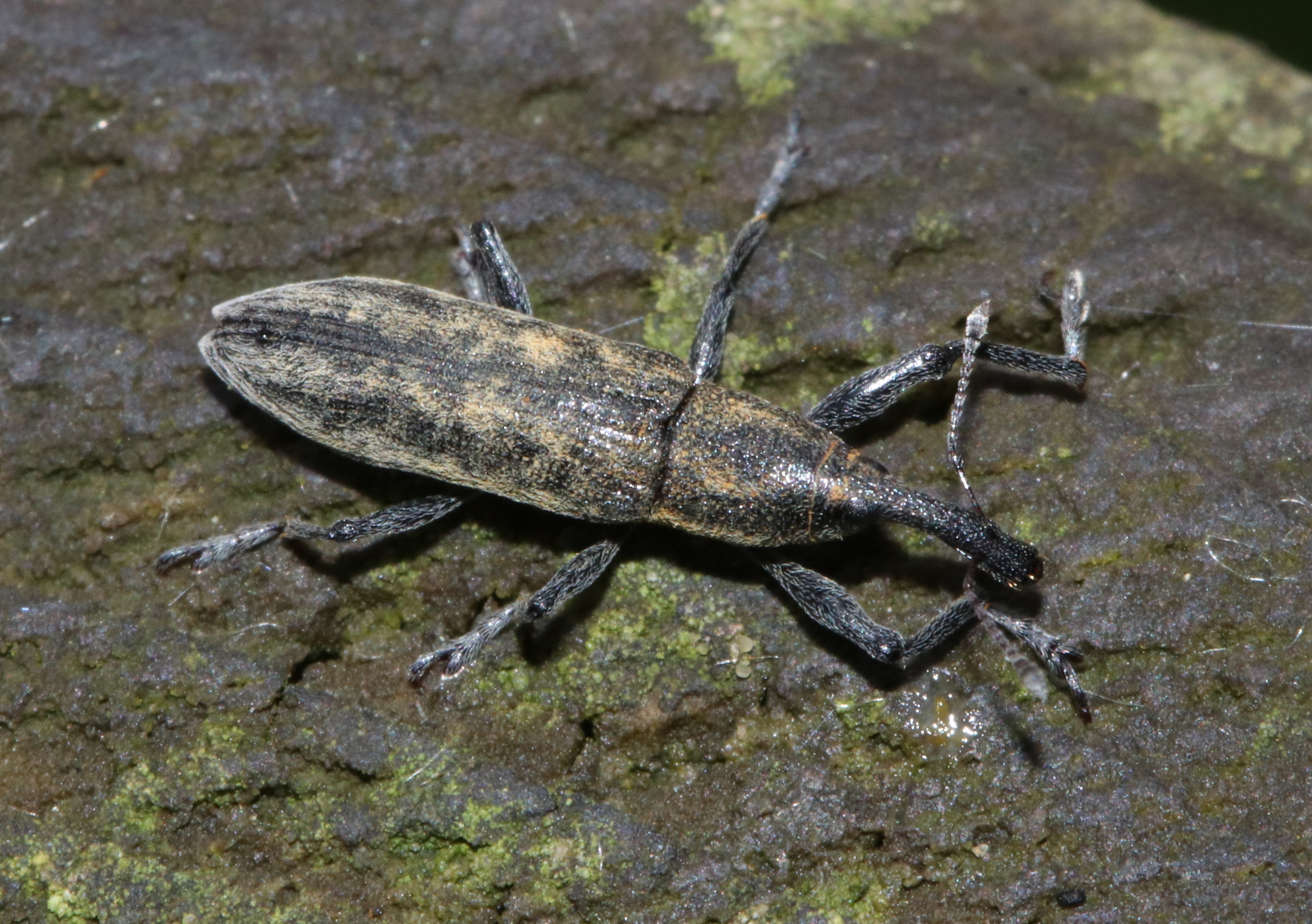 アイノカツオゾウムシ　【No.2296】　Lixus maculatus