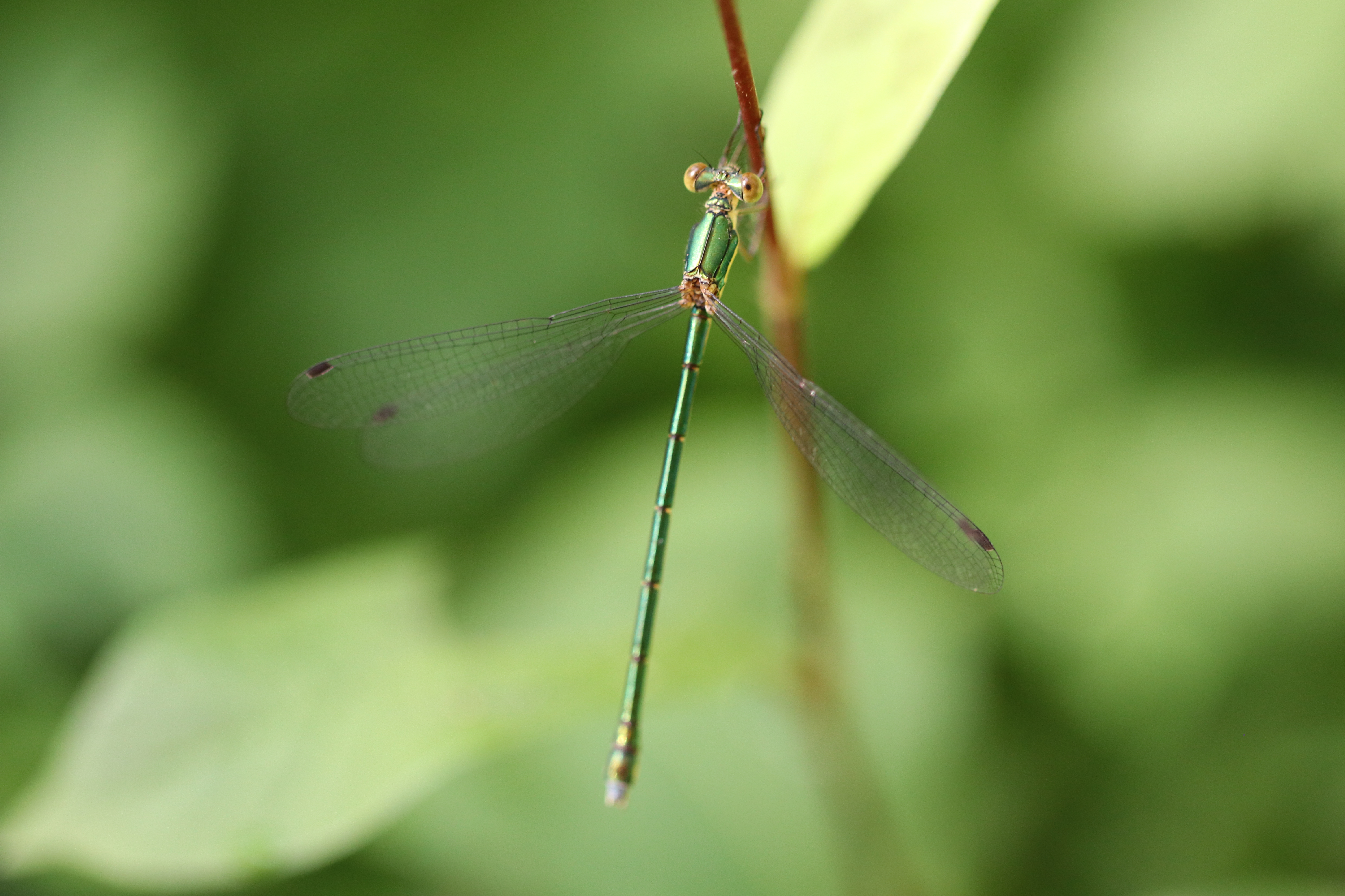 アオイトトンボ　【No.681】　Lestes sponsa