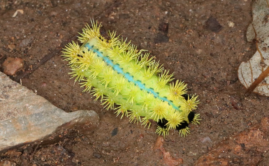 アオイラガ（幼虫）　【No.1948】　Parasa consocia