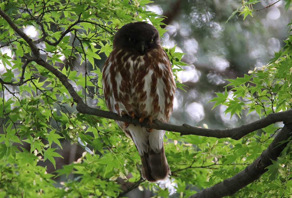 アオバズク　【No.2894】　Ninox japonica