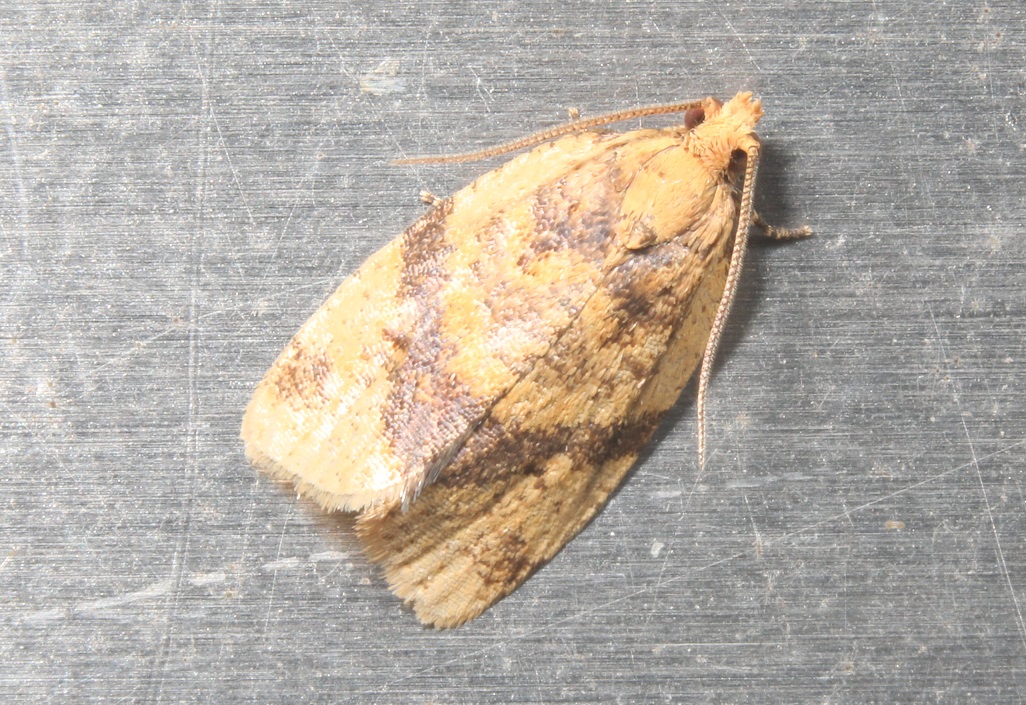 トビモンハマキ 【No.2899】｜WEB生物図鑑（昆虫）