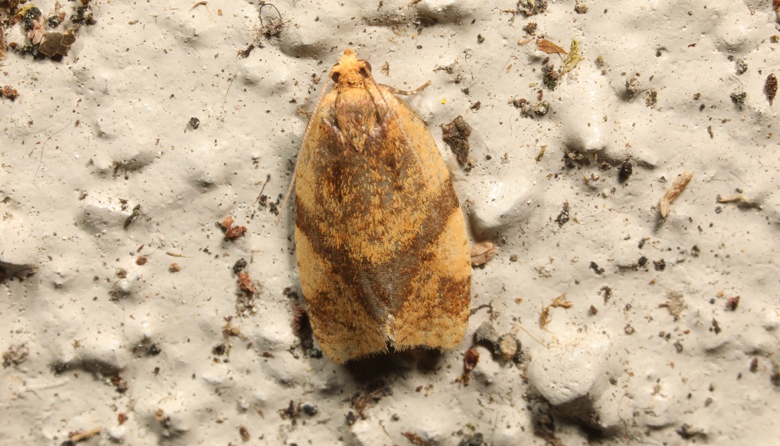 トビモンハマキ 【No.2899】｜WEB生物図鑑（昆虫）