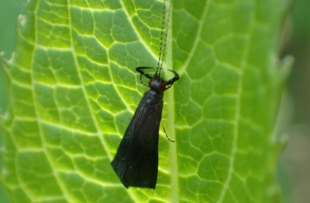 アオヒゲナガトビケラ　【No.779】　Mystacides azurea