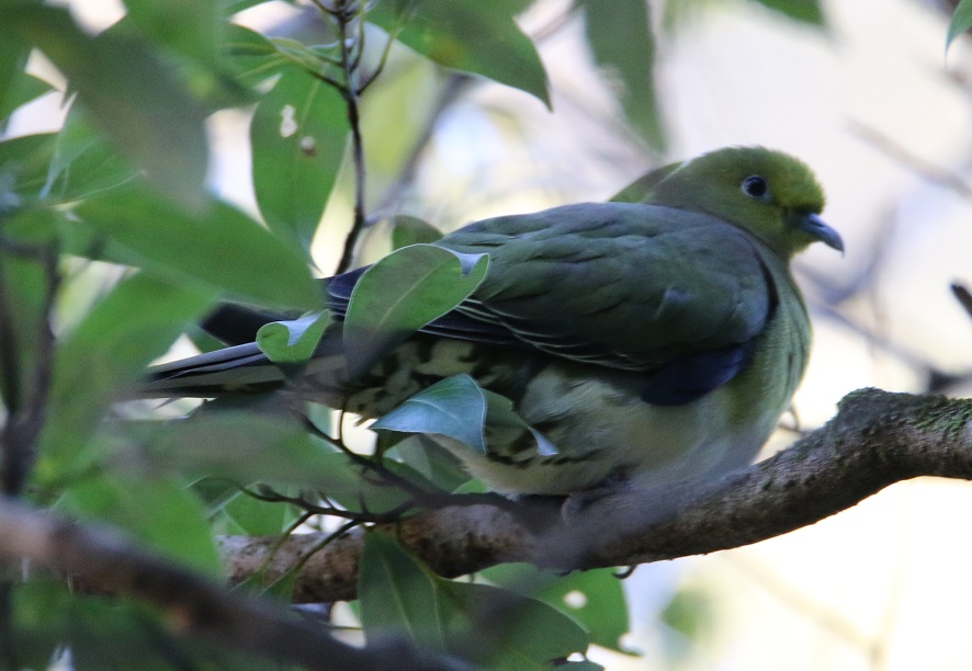 アオバト　【No.277】　Treron sieboldii