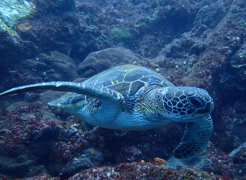 アオウミガメ　【No.257】　Chelonia mydas