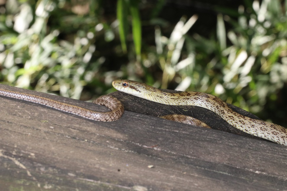アオダイショウ【No.187】　Elaphe climacophora
