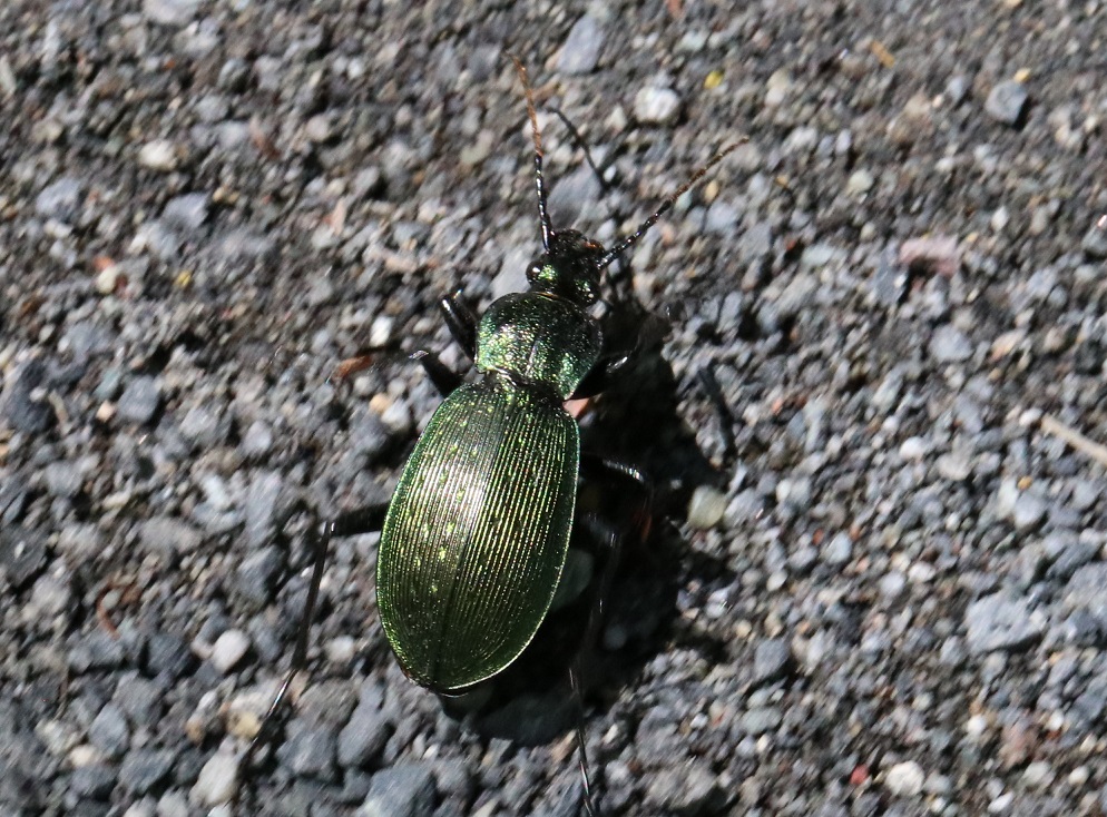 アオオサムシ【No.2092】　Carabus insulicola