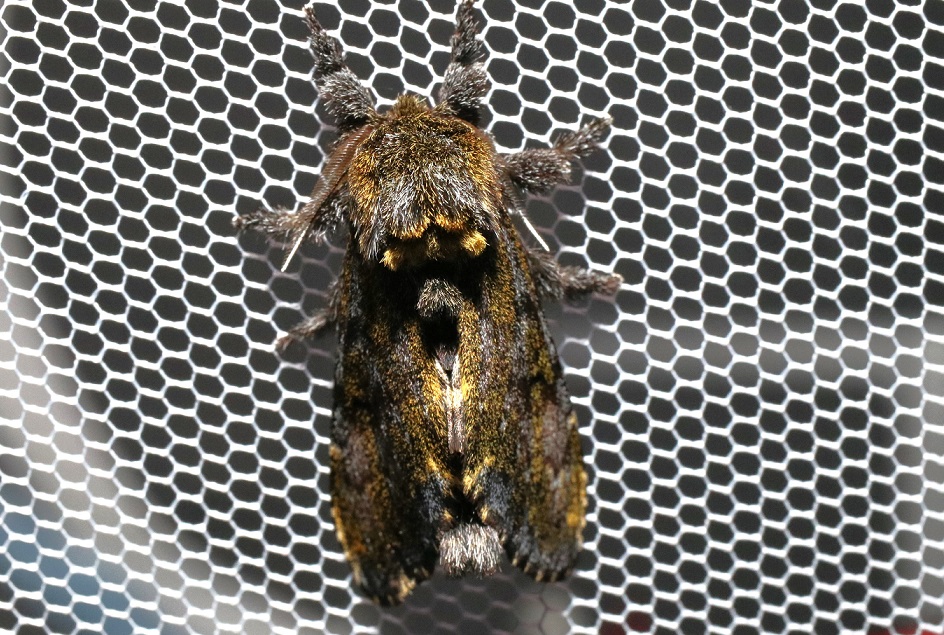 アオバシャチホコ【No.3000】　Zaranga permagna