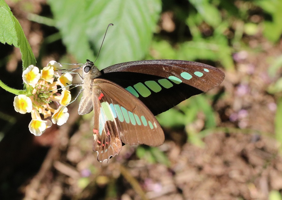 アオスジアゲハ【No.305】　Graphium sarpedon