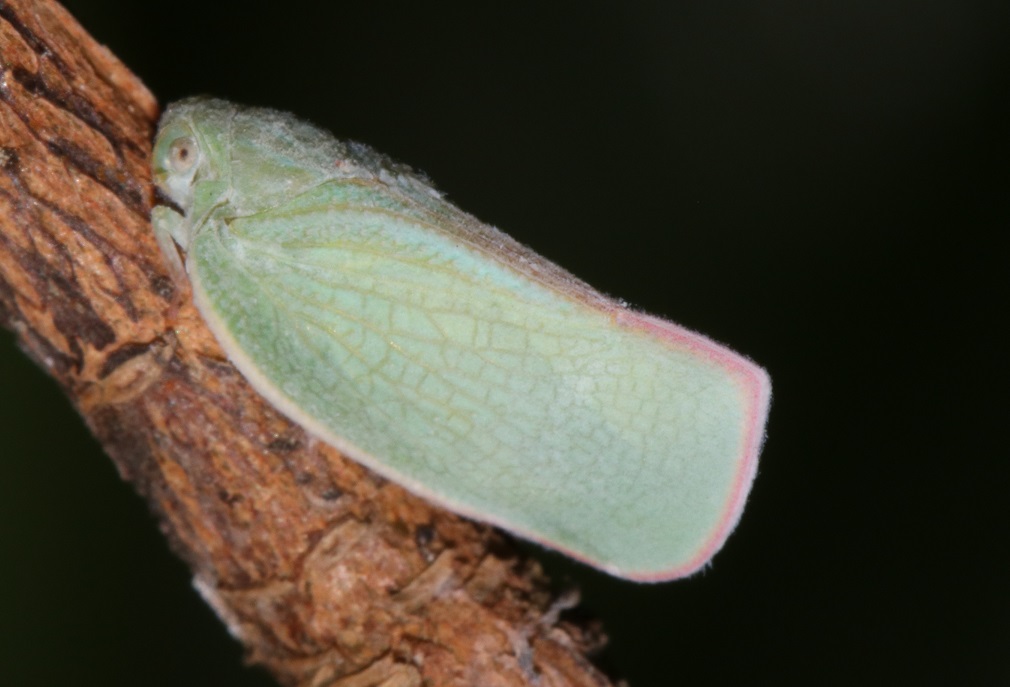 アオバハゴロモ【No.578】　Geisha distinctissima