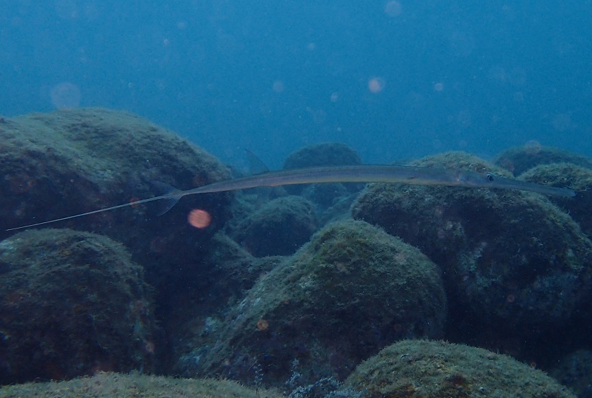 アオヤガラ【No.702】　Fistularia commersonii