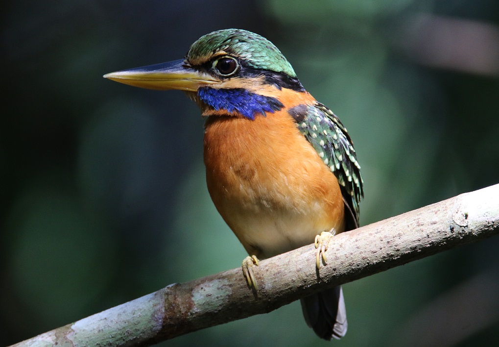 アオヒゲショウビン【No.395】　Actenoides concretus