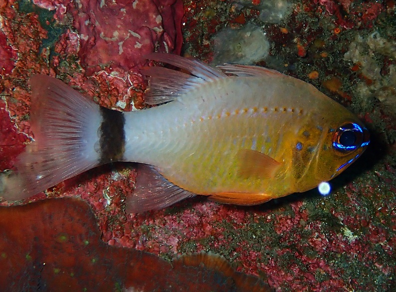 アオスジテンジクダイ【No.1080】　Ostorhinchus aureus