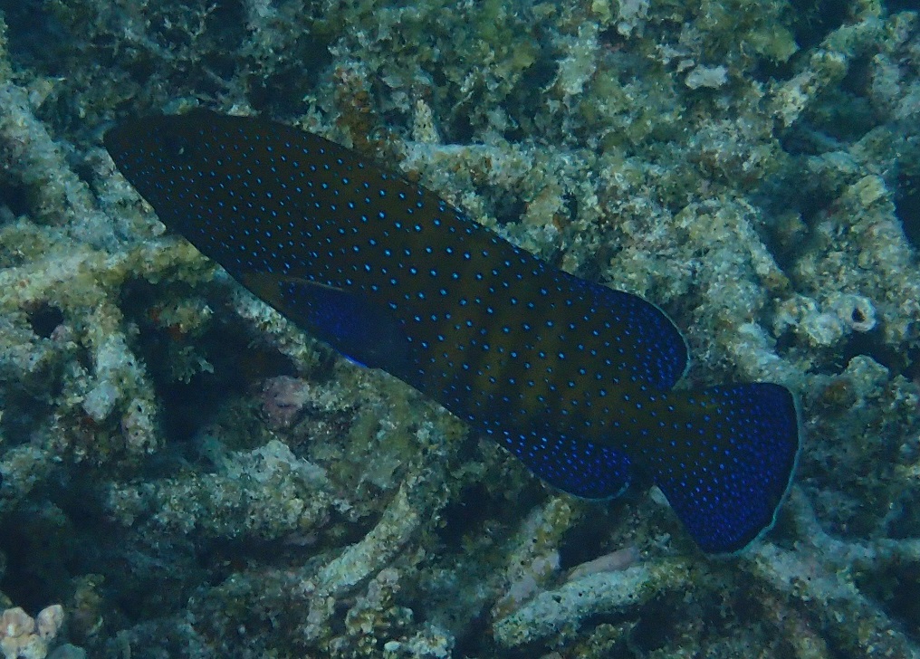 アオノメハタ【No.2530】　Cephalopholis argus