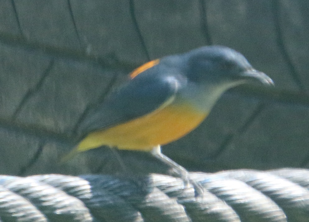 オレンジハナドリ【No.409】|WEB生物図鑑(鳥類)