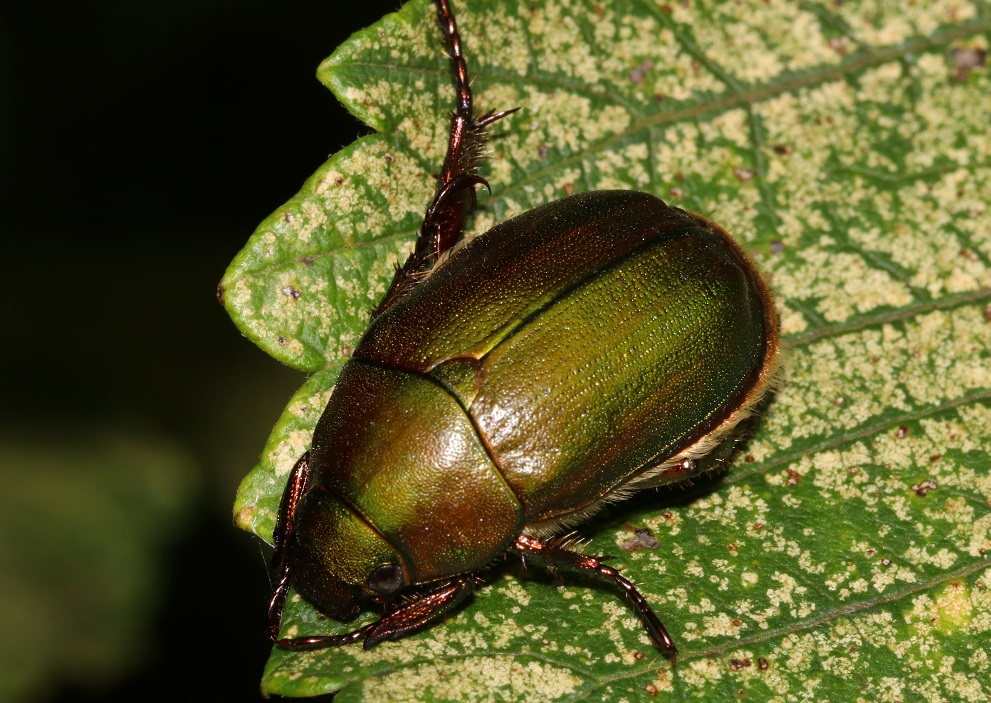 アオドウガネ【No.453】　Anomala albopilosa