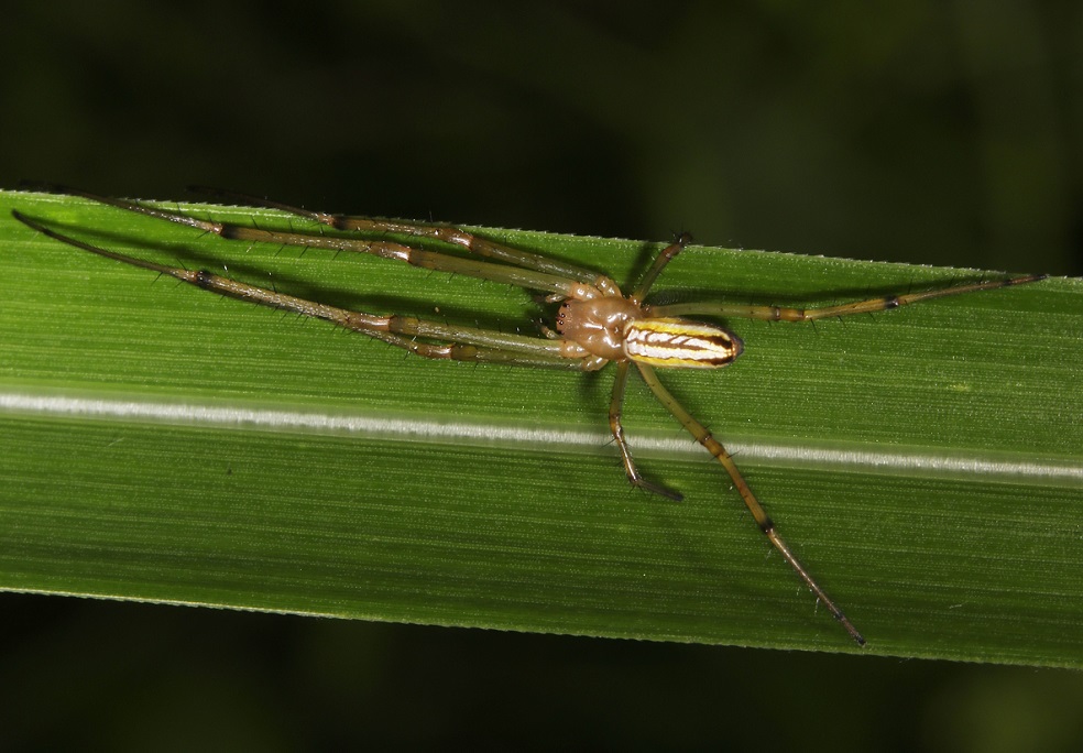 オオシロカネグモ【No.463】｜WEB生物図鑑（クモ）