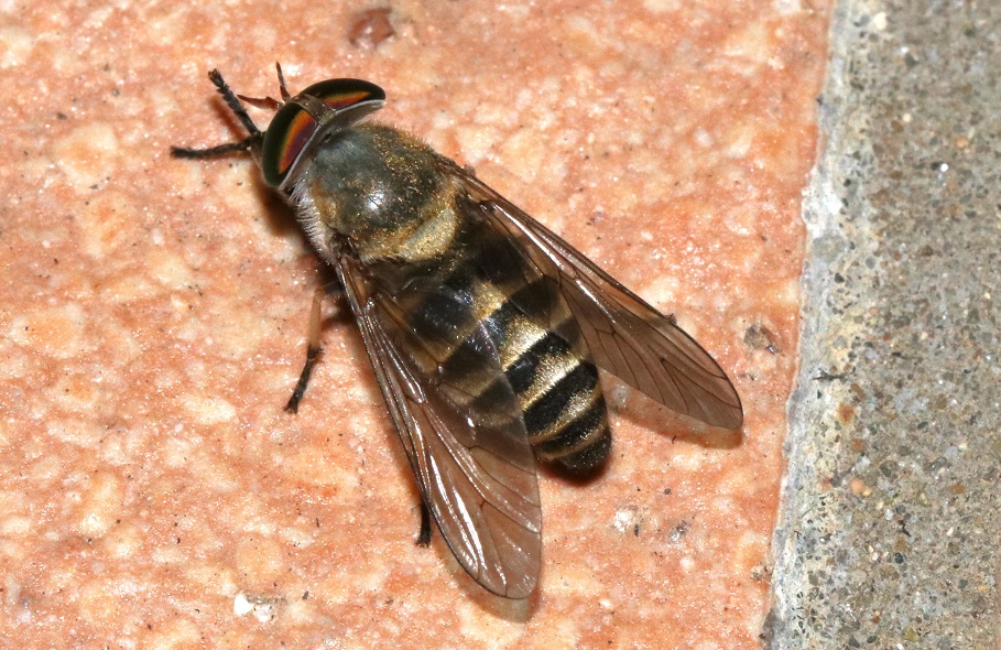アオコアブ【No.3096】　Tabanus humilis