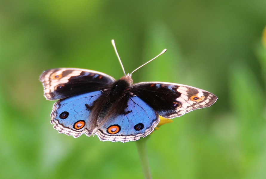 アオタテハモドキ【No.1606】　Junonia orithya