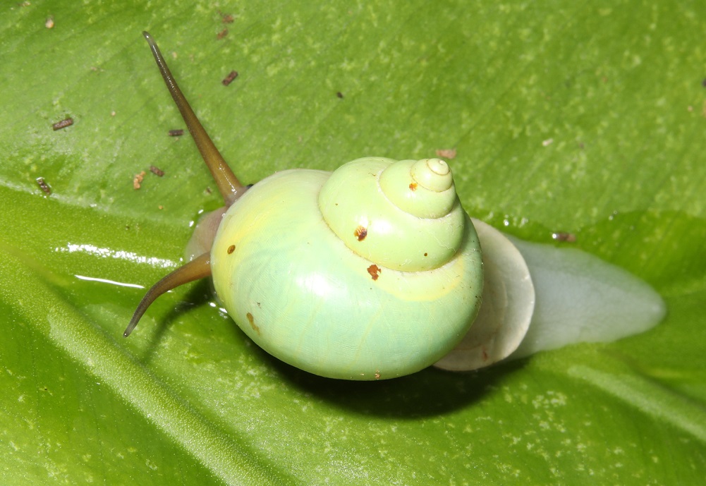 アオミオカタニシ【No.1635】　Leptopoma nitidum