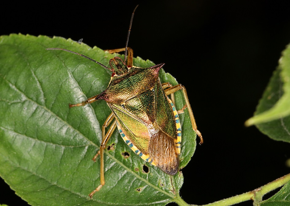 アオクチブトカメムシ【No.1411】　Dinorhynchus dybowskyi