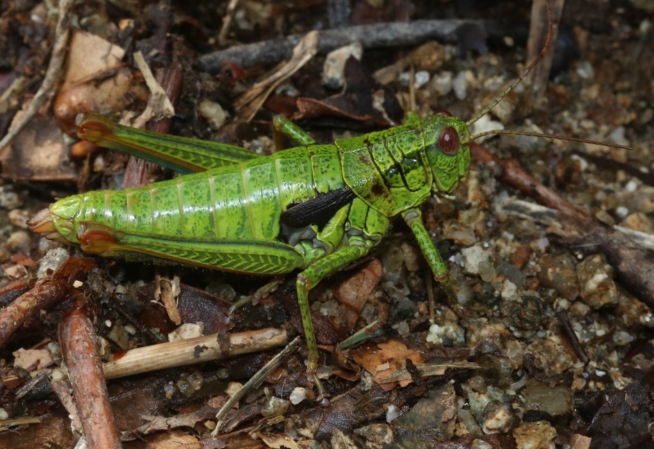 アオフキバッタ【No.501】　Parapodisma takeii