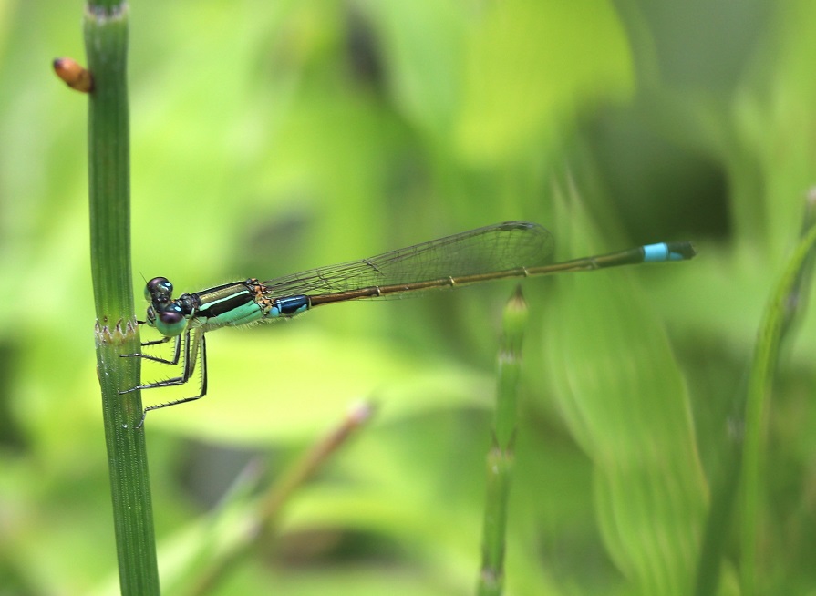 アオモンイトトンボ【No.831】　Ischnura senegalensis