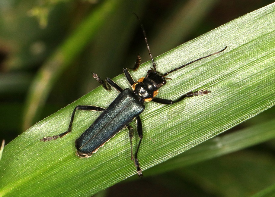 アオジョウカイ【No.1277】　Themus cyanipennis