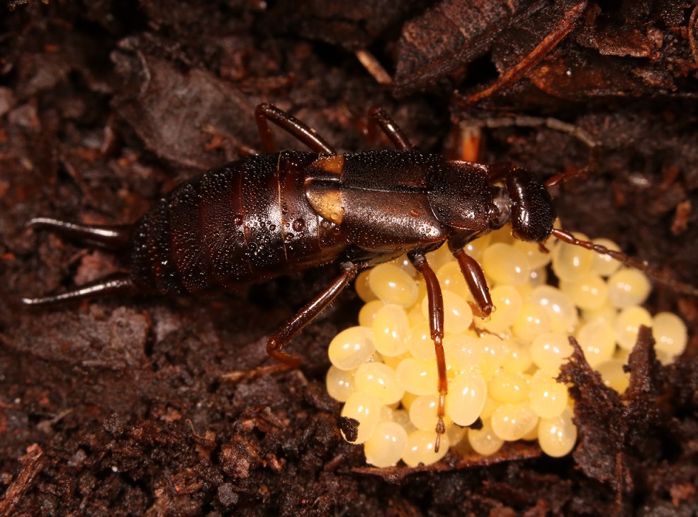 コブハサミムシ【No.797】　Anechura harmandi