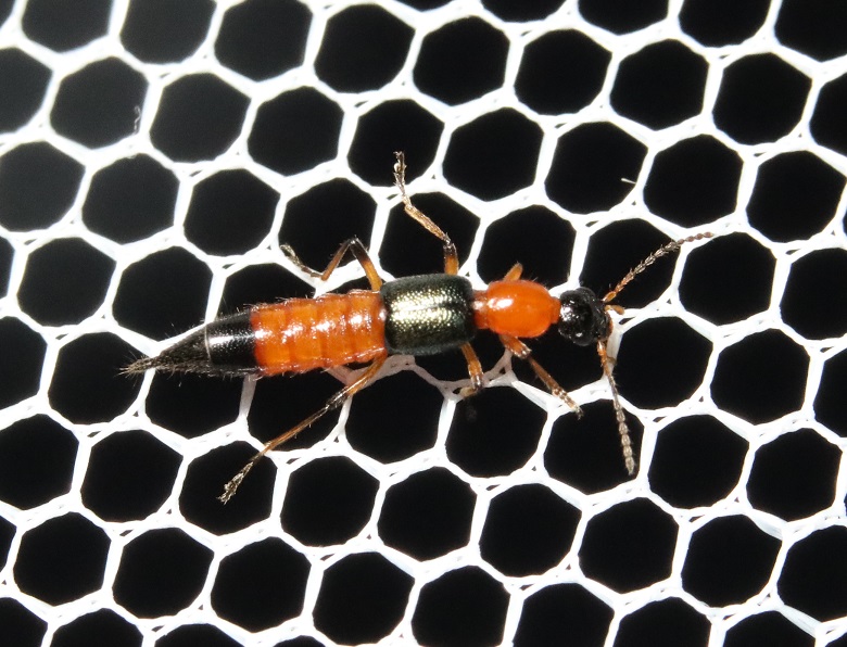 アオバアリガタハネカクシ【No.3275】　Paederus fuscipes