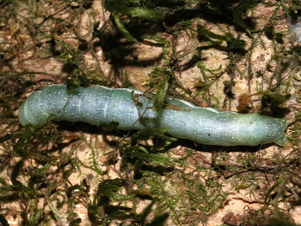 アオバハガタヨトウ【No.1208】　Antivaleria viridimacula