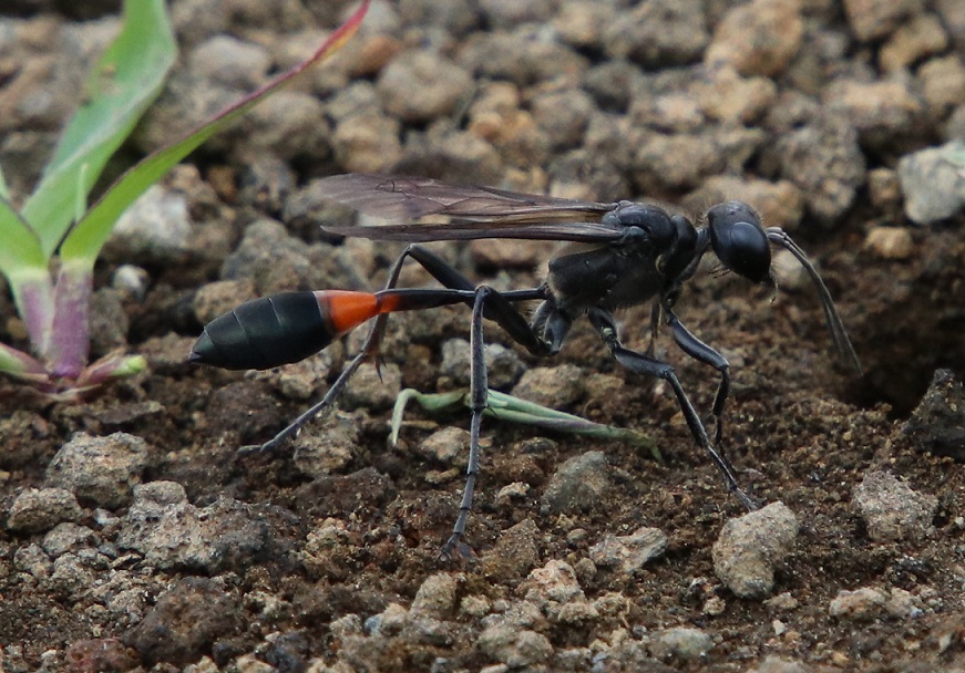 ヤマジガバチ【No.2454】　Ammophila infesta