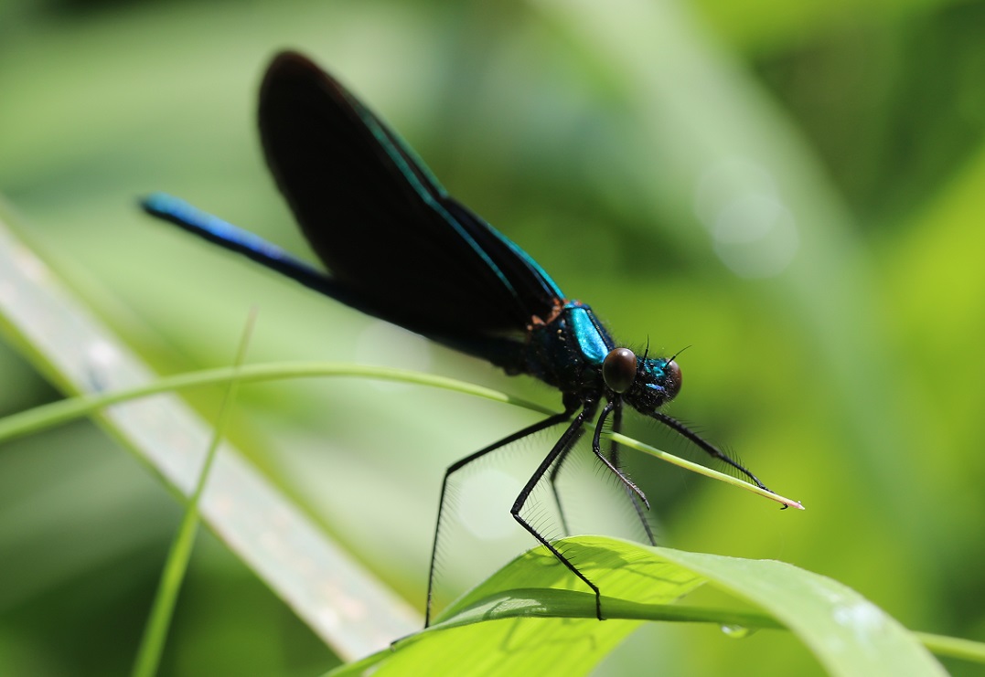 アオハダトンボ【No.1241】　Calopteryx japonica