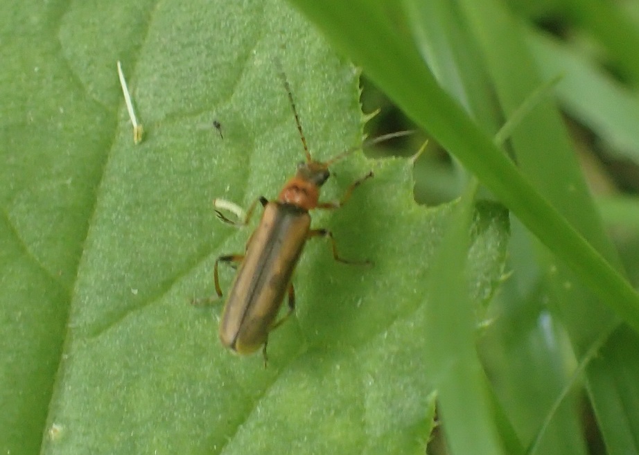 ヒメジョウカイ【No.1396】　Lycocerus japonicus