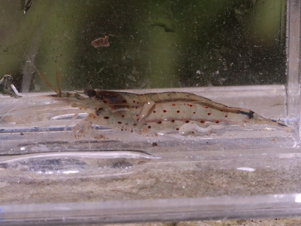 ヤマトヌマエビ【No.1250】　Caridina multidentata