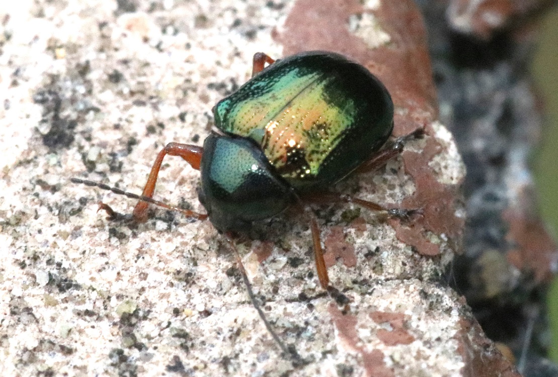 アオバネサルハムシ【No.1456】　Basilepta fulvipes