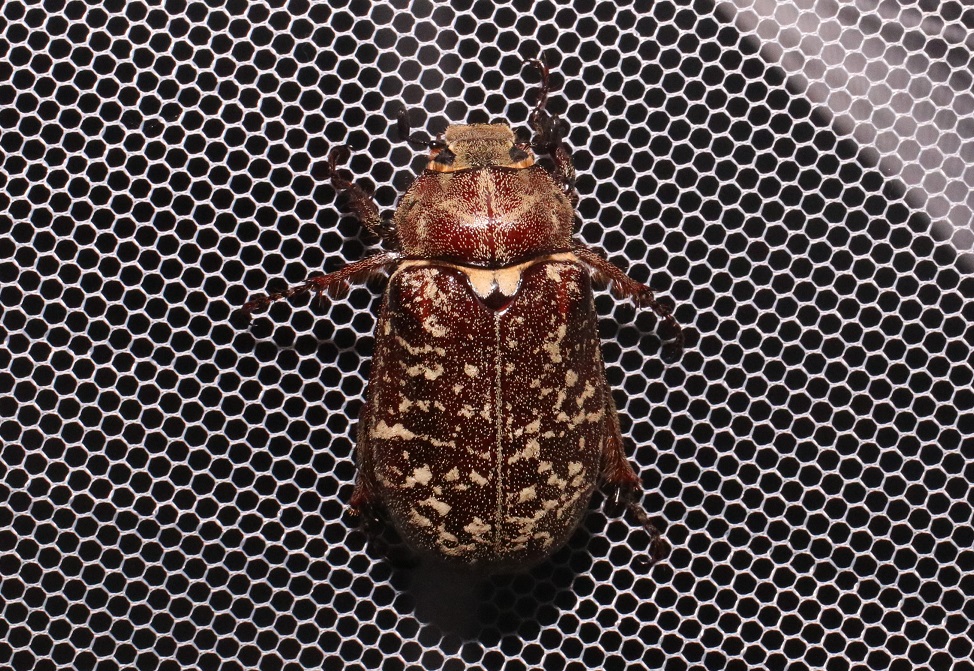 ヒゲコガネ【No.3300】 Polyphylla laticollis