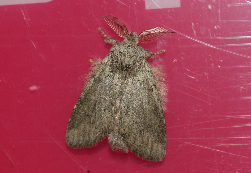 アオシャチホコ【No.2739】　Syntypistis japonica