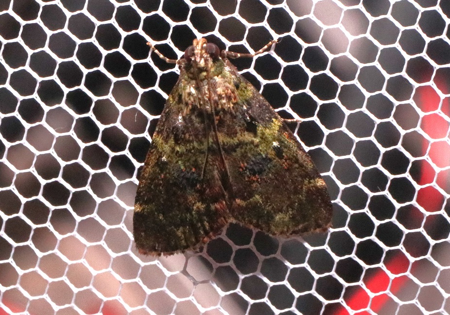 アオフトメイガ【No.3314】　Orthaga olivacea