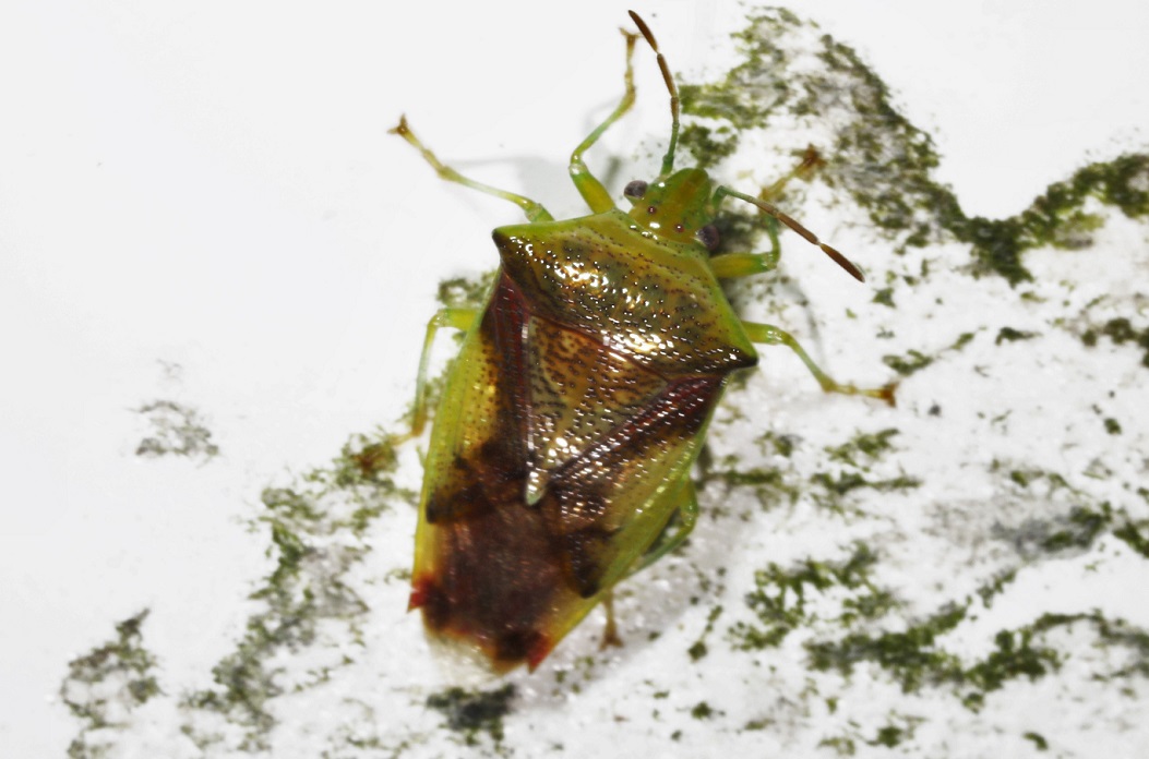 アオモンツノカメムシ【No.1579】　Elasmostethus nubilus