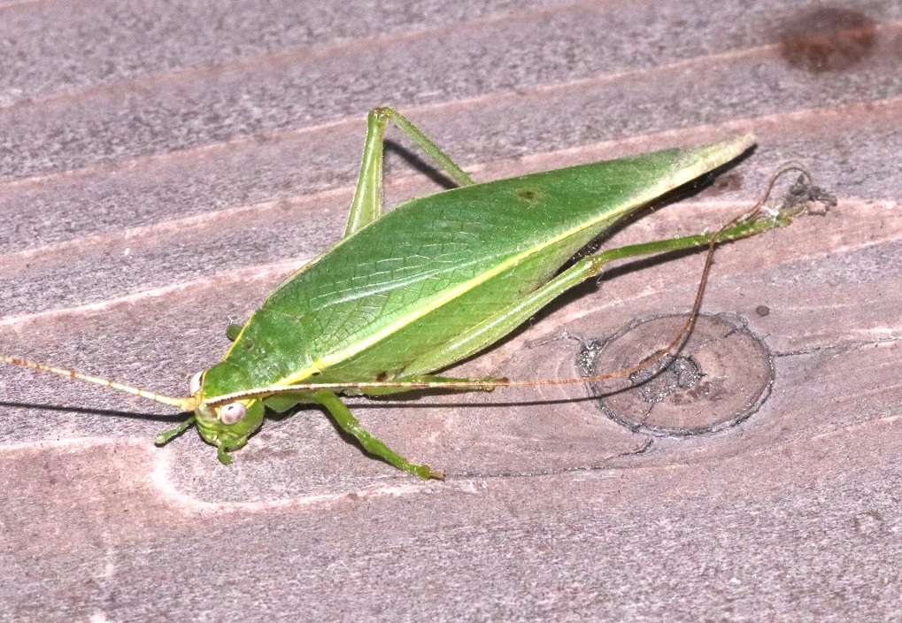 アオマツムシ【No.1908】　Truljalia hibinonis