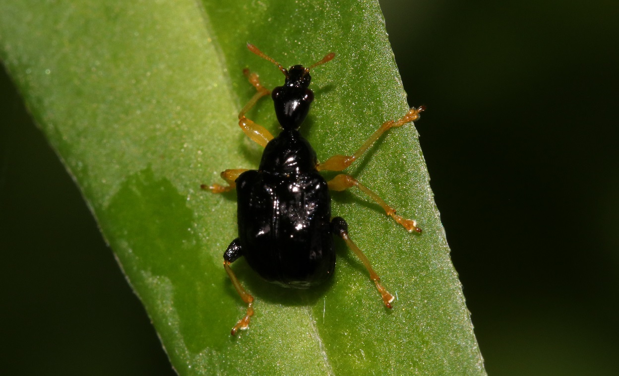 ヒメクロオトシブミ 【No.1206】|WEB生物図鑑(昆虫)