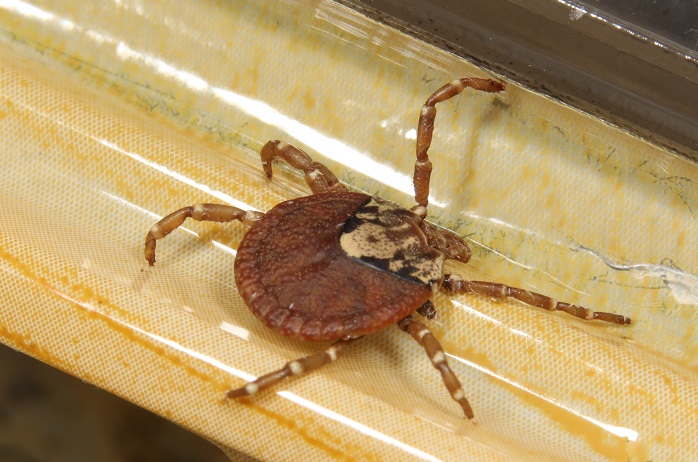 タカサゴキララマダニ 【No.2879】｜WEB生物図鑑（クモ）