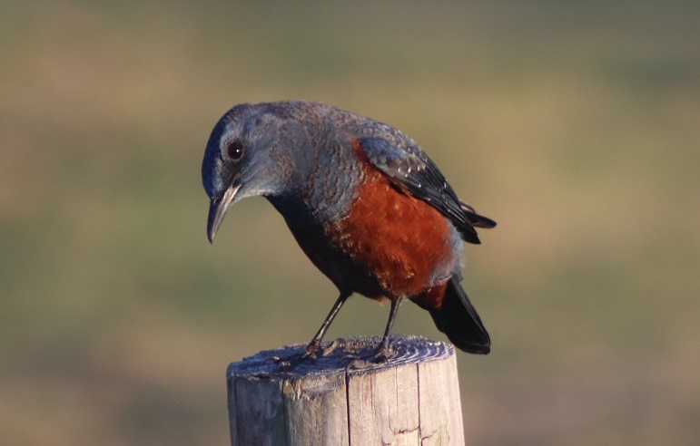 イソヒヨドリ　【No.84】　Monticola solitarius