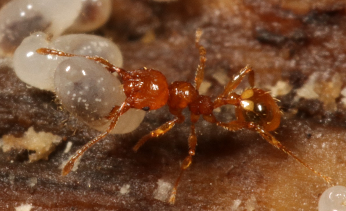 アズマオオズアリ 【No.1934】｜WEB生物図鑑（昆虫）