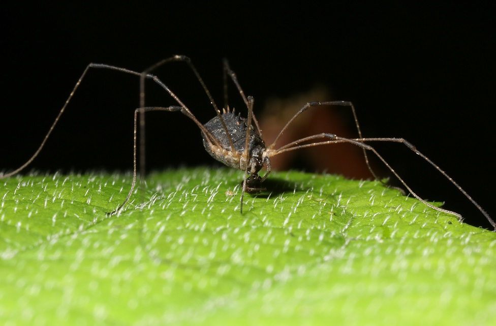 ゴホンヤリザトウムシ　【No.2135】　Systenocentrus japonicus