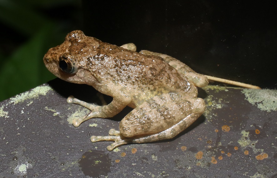 カジカガエル 【No.618】|WEB生物図鑑(爬虫・両生類)