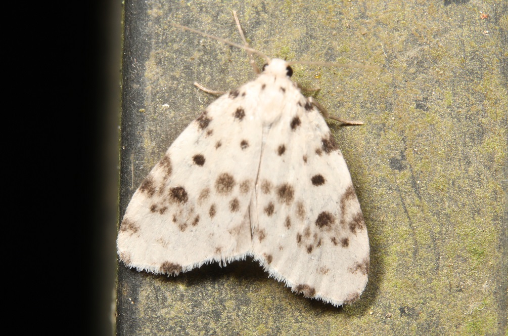 クシヒゲホシオビコケガ　Aemene altaica