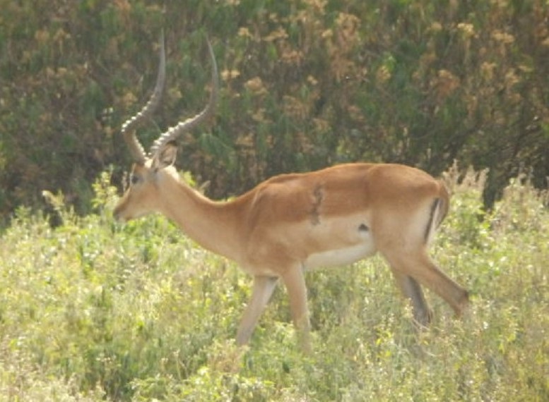 インパラ　【No.42】　Aepyceros melampus